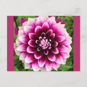 Patches Dahlia Postcard