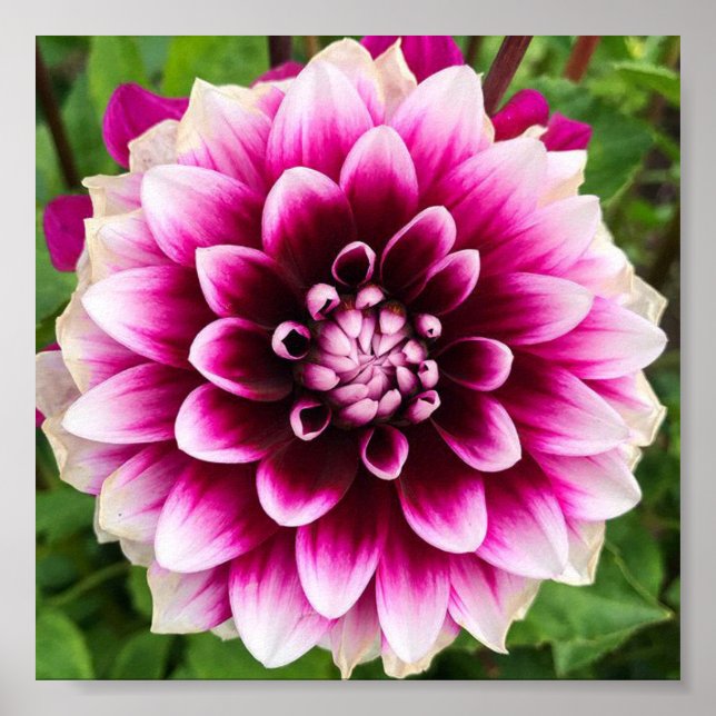 Patches Dahlia Poster (Front)