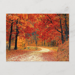 Path in the Forest, Autumn Postcard