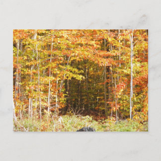 Path In The Woods Adirondacks Mountains Postcard