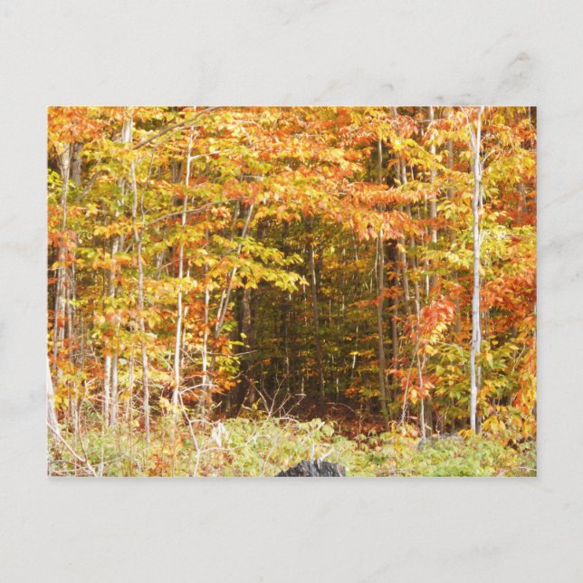 Path In The Woods Adirondacks Mountains Postcard (Front)