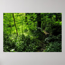 Path in the Woods
