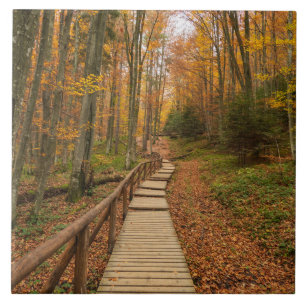 Path through the autumn forest. ceramic tile