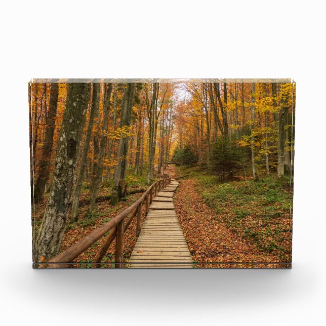 Path through the autumn forest. photo block (Front)