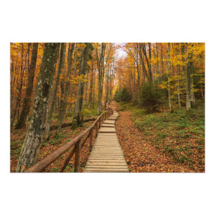 Path through the autumn forest. photo print