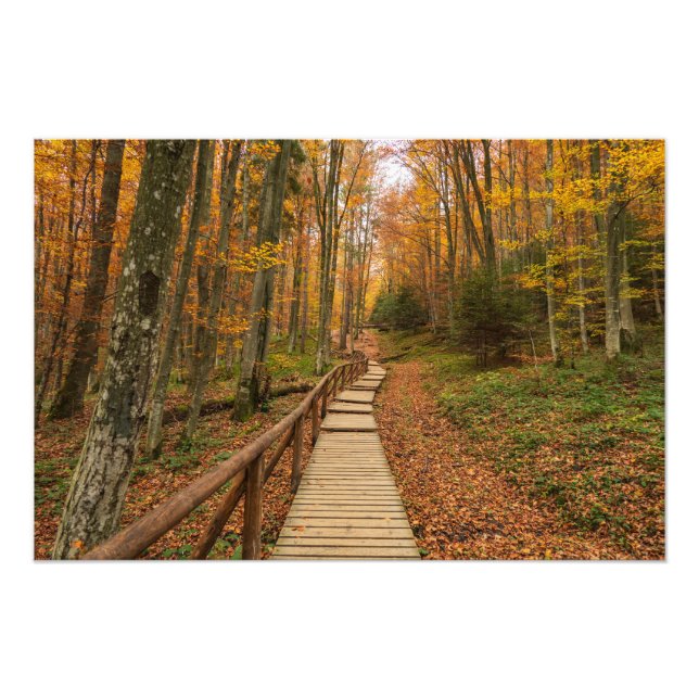 Path through the autumn forest. photo print (Front)