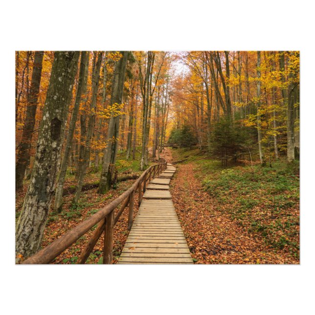 Path through the autumn forest. photo print (Front)