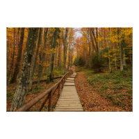 Path through the autumn forest.