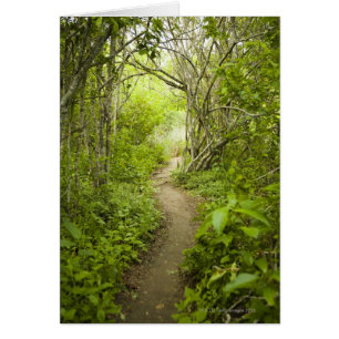 Path through the forest