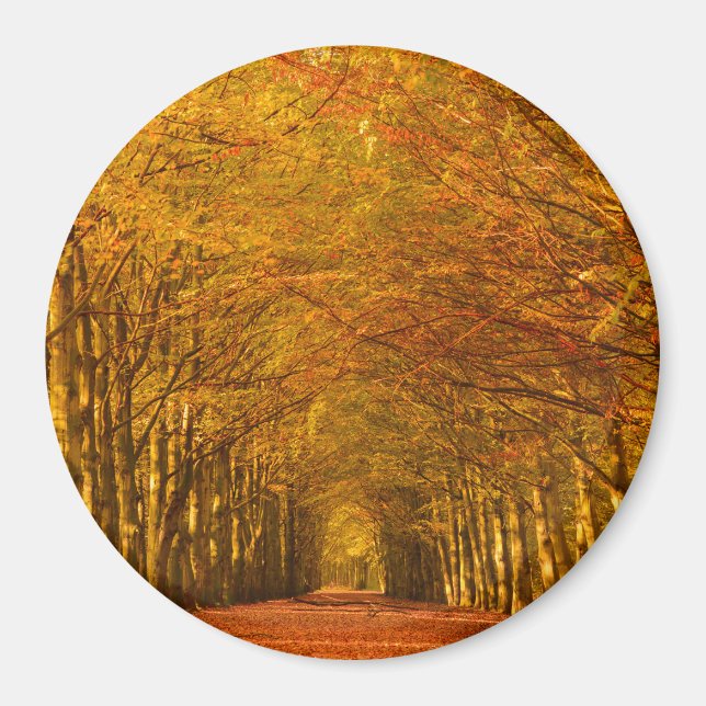 Path through the forest in autumn round magnet (Front)