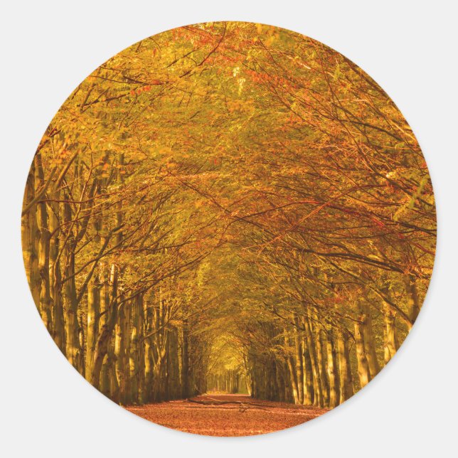Path through the forest in autumn round sticker (Front)