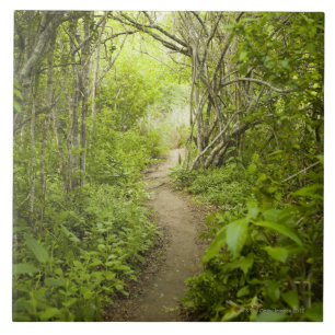 Path through the forest tile