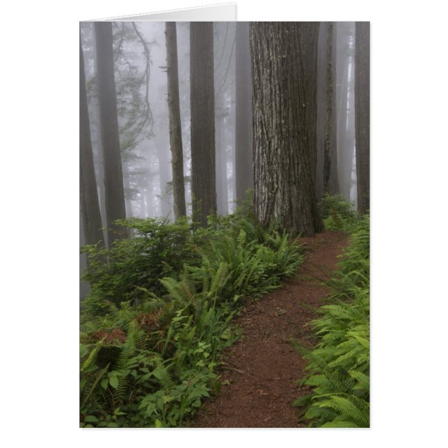 Path through the giant redwood trees shrouded (Front)