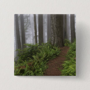 Path through the giant redwood trees shrouded 15 cm square badge