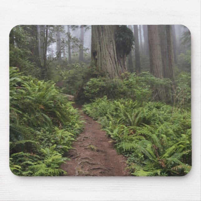 Path through the giant redwood trees shrouded 2 mouse pad (Front)