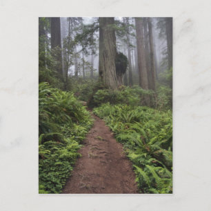 Path through the giant redwood trees shrouded 2 postcard