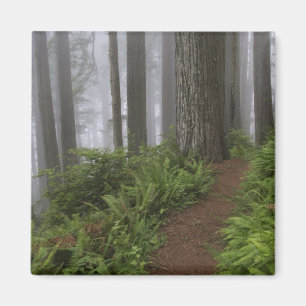Path through the giant redwood trees shrouded magnet
