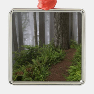 Path through the giant redwood trees shrouded metal ornament