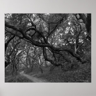 Path thru oak tree grove in Andrew Molera State Poster