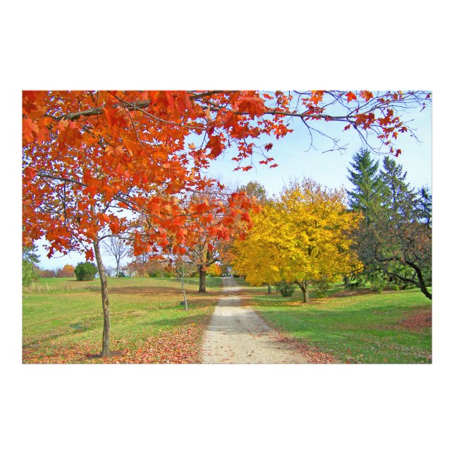 Path Trees Autumn Fall Coloured Leaves    Photo Print (Front)