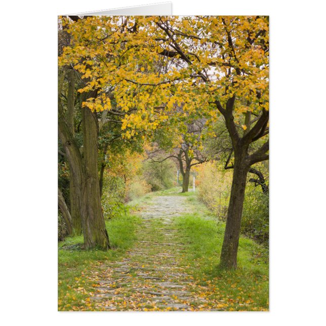 Pathway in Autumn (Front)
