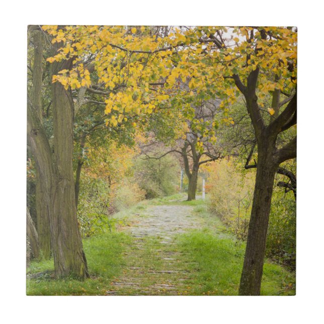 Pathway in Autumn Ceramic Tile (Front)