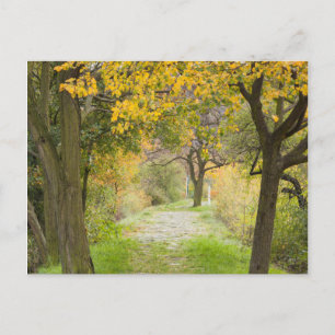 Pathway in Autumn Postcard