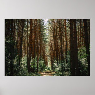 PATHWAY IN FOREST POSTER