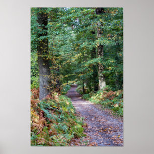 Pathway in the autumn forest, Saint Germain Forest Poster