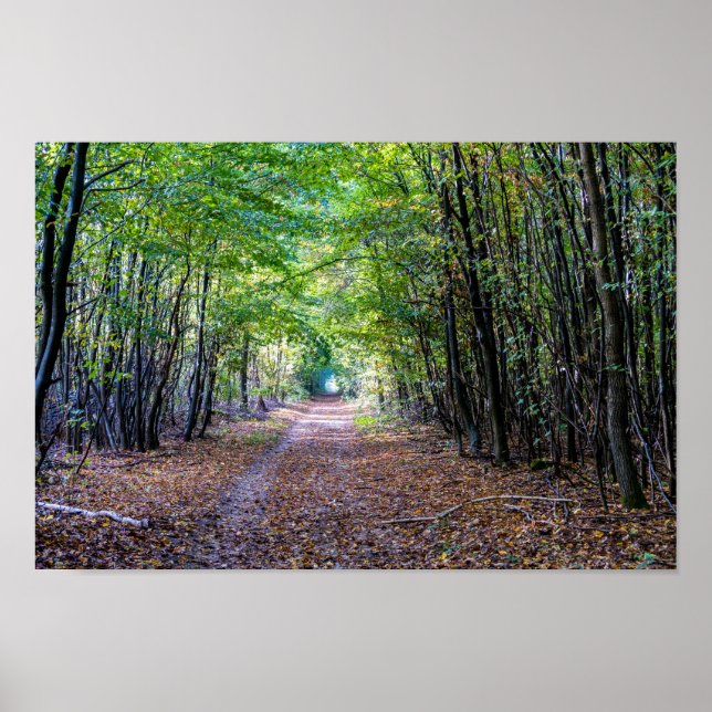 Pathway in the autumn forest, Saint Germain Forest Poster (Front)