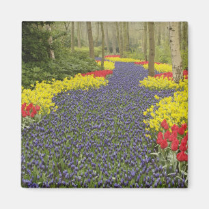 Pathway of Grape Hyacinth, daffodils, and Magnet