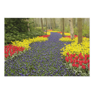 Pathway of Grape Hyacinth, daffodils, and Photo Print