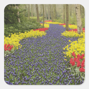 Pathway of Grape Hyacinth, daffodils, and Square Sticker