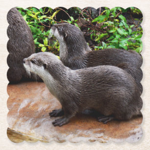 **"Patience by the Water: Two Little Grey Otters Paper Coaster