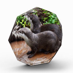 **"Patience by the Water: Two Little Grey Otters  Photo Block