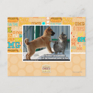 Patience, Grasshopper. Postcard