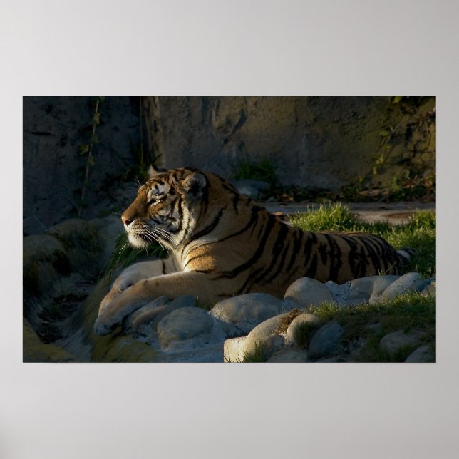 Patience Poster (Front)