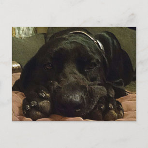 Patiently Waiting Postcard