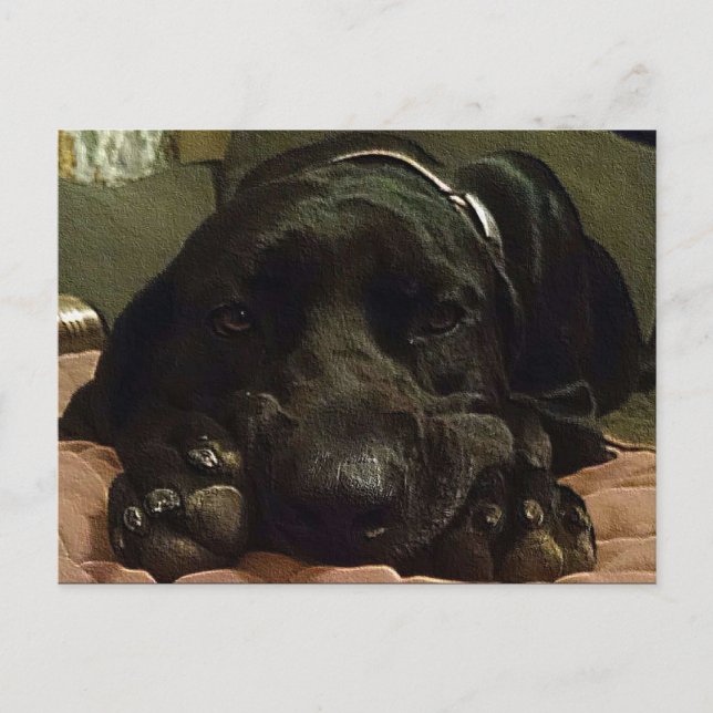 Patiently Waiting Postcard (Front)