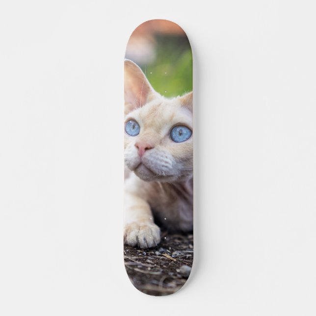 Patineta Gato Ojos Azules Devon Rex Skateboard (Front)