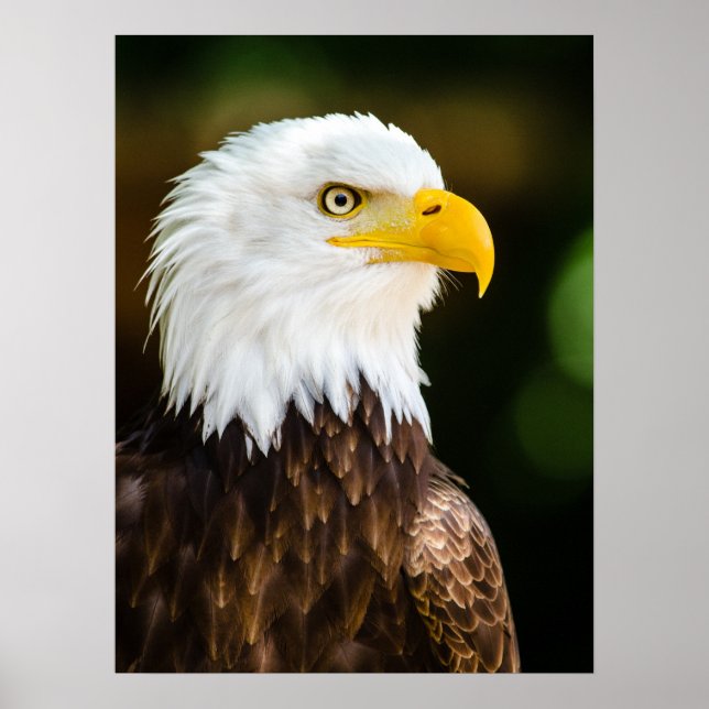 Patriotic Adult American Bald Eagle Poster (Front)