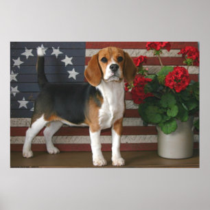 Patriotic Beagle Poster