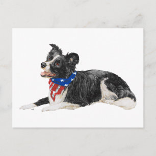 Patriotic Border Collies Postcard