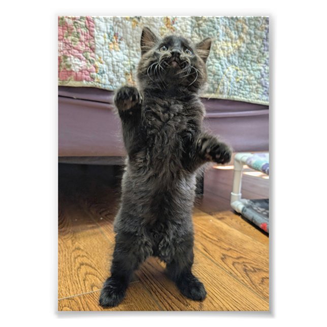 Patsy the Baby Bear (but older) Photo Print (Front)