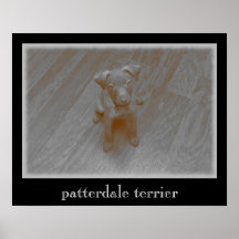 Patterdale Terrier Aged Photograph Poster