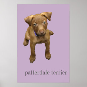 Patterdale Terrier Puppy Poster