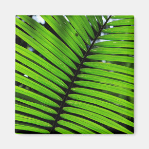 Pattern Of Fern Leaves Magnet