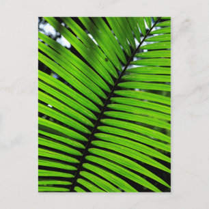 Pattern Of Fern Leaves Postcard