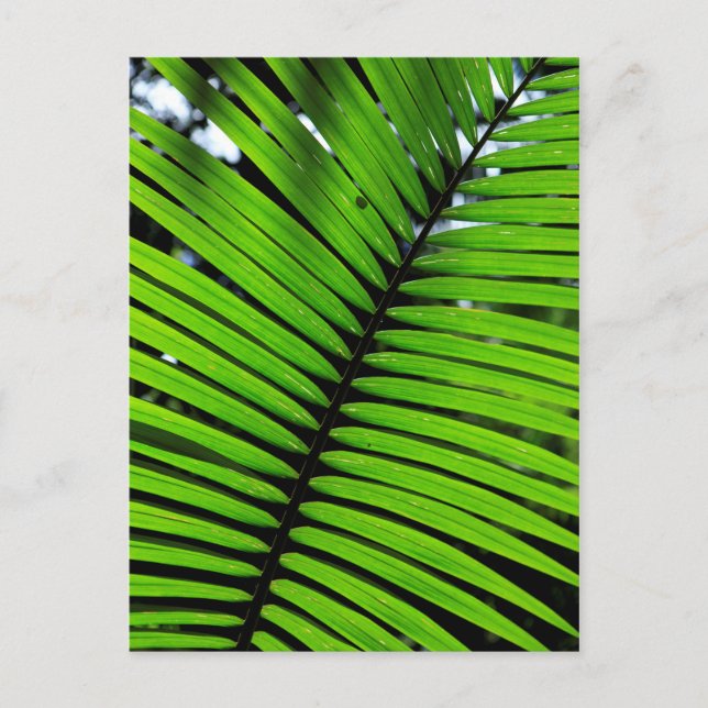 Pattern Of Fern Leaves Postcard (Front)