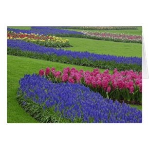 Pattern of Grape Hyacinth, tulips, and